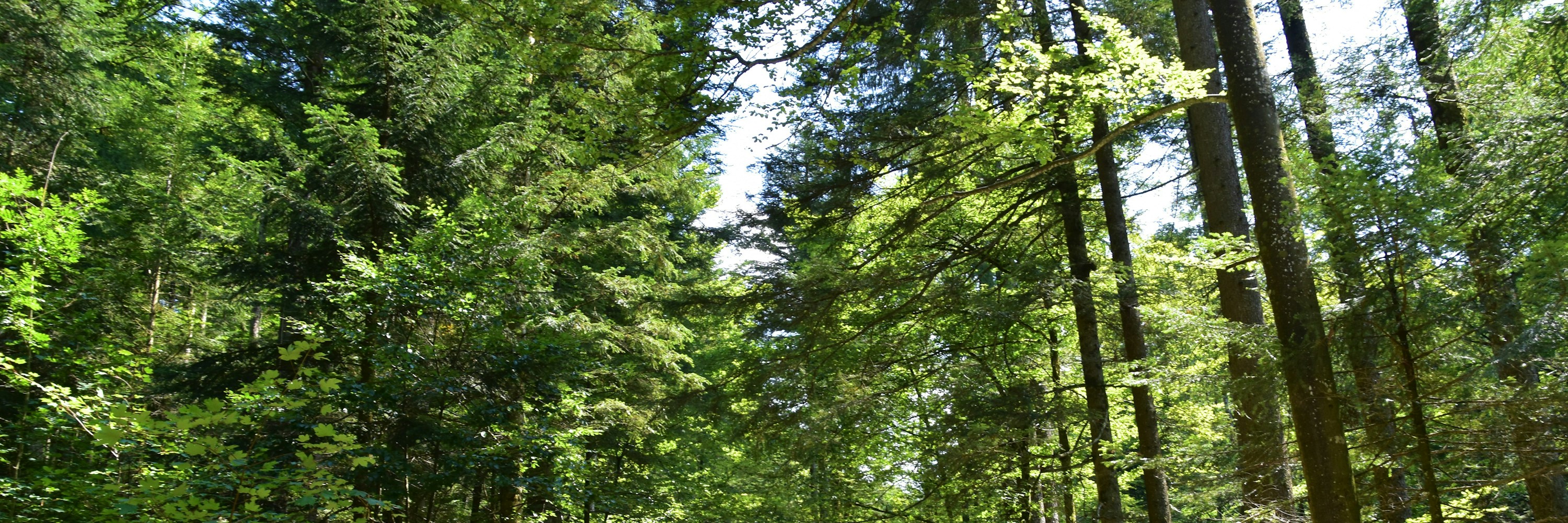 Event 16: Hiking